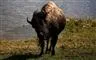 En bisonokse ryster vand af sig 