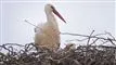 Enlig stork i rede