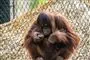 orangutang med baby