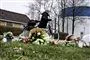 Blomster ved gerningssted