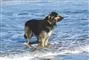 hund står i vand