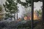 træer i brand