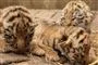 tigerunger der leger