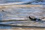 112 blev reddet fra dette fly Foto: AP/Rocky Mountain News/Preston Gannaway / POLFOTO