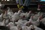 En hønsebesætning tjekkes for fugleinfluneza. Foto: AP / POLFOTO