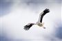 en stork i luften