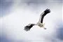 en stork i luften