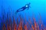 Foto: AP Photo/Mark Webster / POLFOTO
