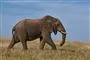 en elefant der går