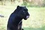 en panter