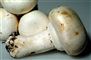 En hel champignon fylder hele billedet. Der er stadig lidt jord på stokken. 