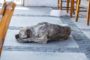 en hund der ligger og sover