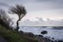 Kraftig blæst fra havet og ind over stranden, hvor et træs grene bliver flået bagud