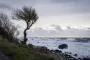 Kraftig blæst fra havet og ind over stranden, hvor et træs grene bliver flået bagud