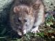 rotte spiser