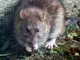 rotte spiser