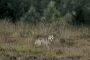 En ulv står alene foran en skov