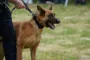 en politihund
