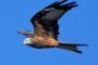 En rød glente flyver med blå himmel som baggrund