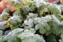 rimfrost på planter
