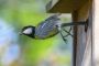 Flere arter af mejser, der yngler i Danmark, har de seneste årtier været i tilbagegang. Det viser fugletællinger fra DOF Birdlife. (Arkivfoto).