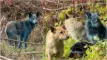 sammenkopieeret billede af hunde