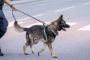 mand med hund i snor