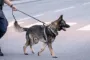 mand med hund i snor