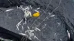 en masse fisk  flyder på havoverflade ved en gul wire og pumpe, der holdes ned i vandet