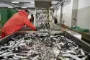 En masse torsk ligger i en frysedisk