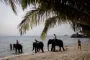 Turister rider på elefanter i strandkanten