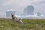 slædehund med isbjerge i baggrunden