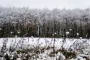 Snedækket landskab