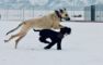 hunde leger i sneen