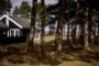 sommerhus mellem træer