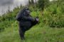 en glad gorilla