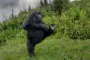 en glad gorilla