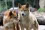 To dingo-hunde
