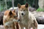 To dingo-hunde