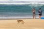 en dingo på en strand