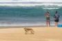 en dingo på en strand