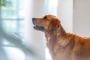 Golden Retriever i profil