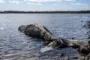 en død  hval ligger i strandkanten