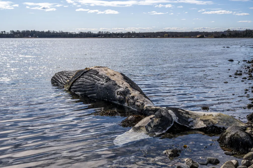 Strandet Hval I Nordjylland Naturstyrelsen Unders ger Sagen Avisen dk strandet-hval-i-nordjylland-naturstyrelsen-unders-ger-sagen-avisen-dk