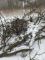kviste i sne