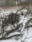 kviste i sne