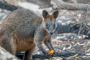Ifølge Lolland-Falsters Folketidende skulle kænguruen være af arten wallaby som den, der ses på billedet. (Arkivfoto).