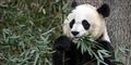 Foto: Susan Walsh AP