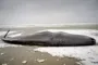 en død hval på stranden 