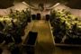 I stedet for det værktøj, han havde bestilt, modtog en mand fra Texas næsten 14 kilo af denne plante.
 Foto: AP/Guillermo Arias / POLFOTO